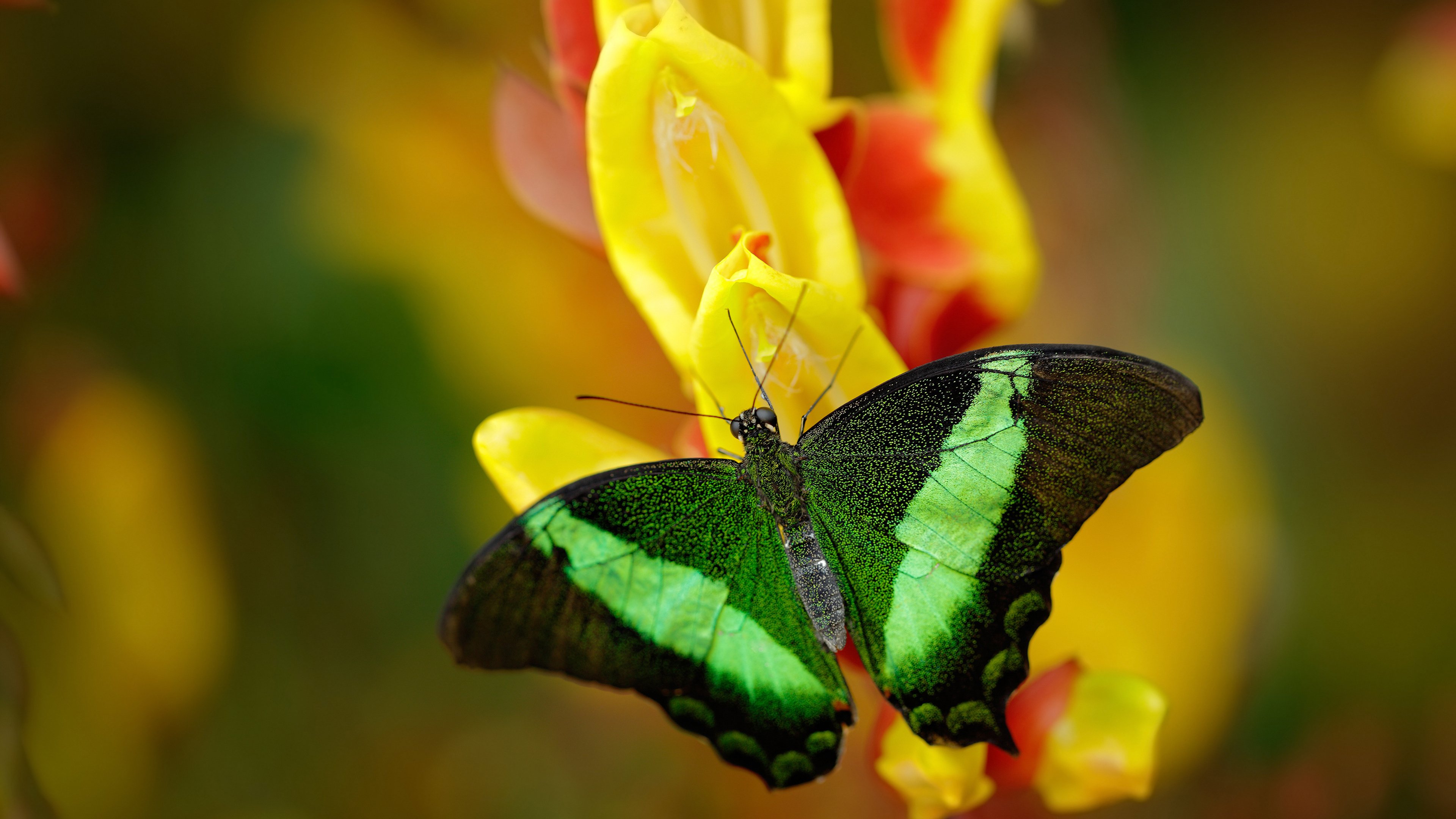 西决生死战之夜，塔图姆的封神时刻，一场压制级表演如何改写历史