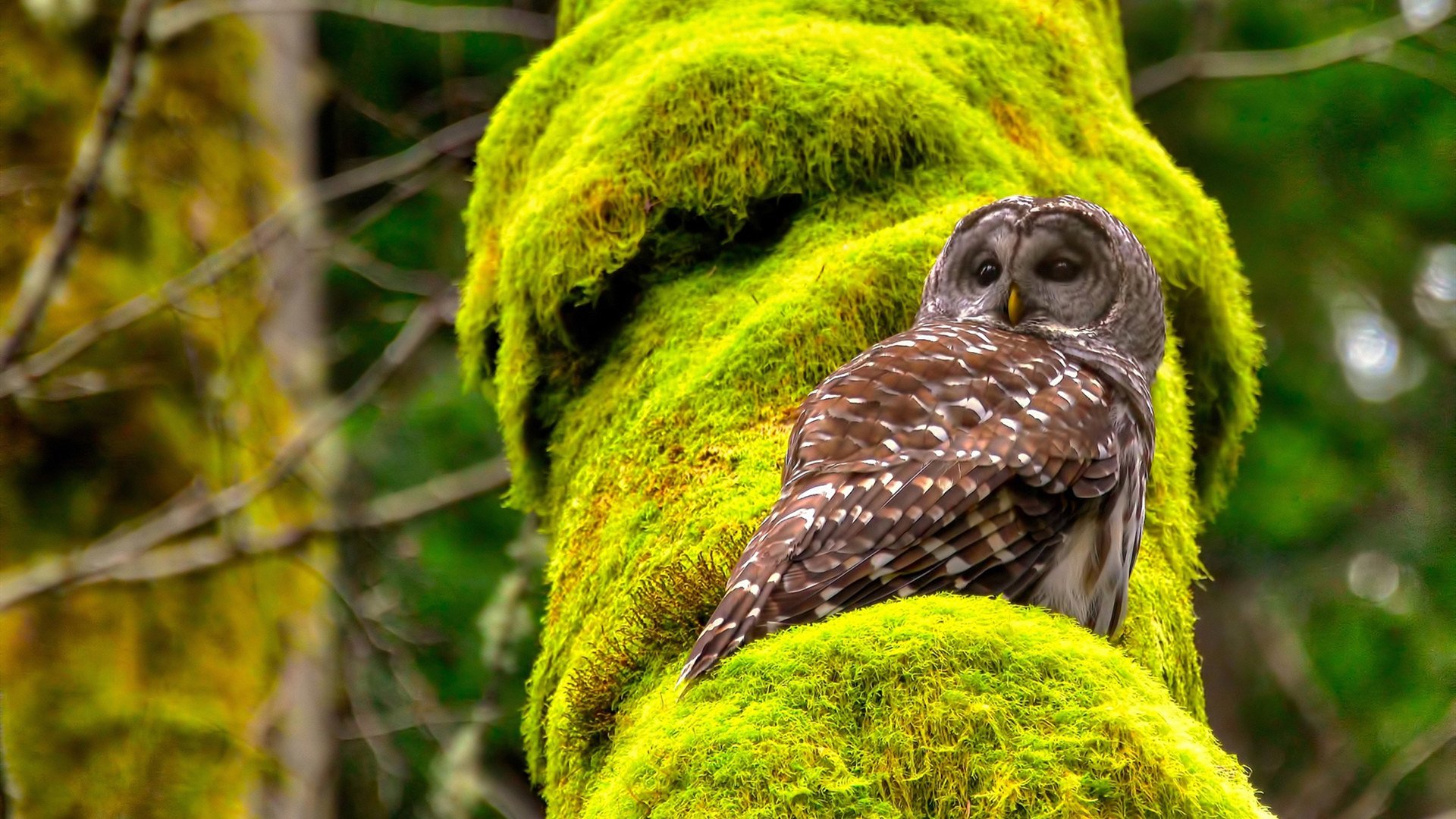 绿茵场上的双重救赎，维尼修斯如何用一粒进球治愈两个国家