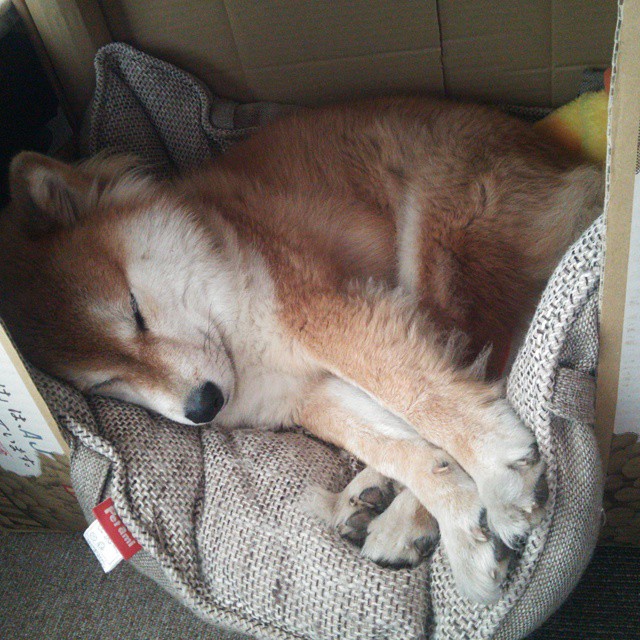 从上海滩到东决战场，贝恩的关键先生基因与凯尔特人的胜利传承