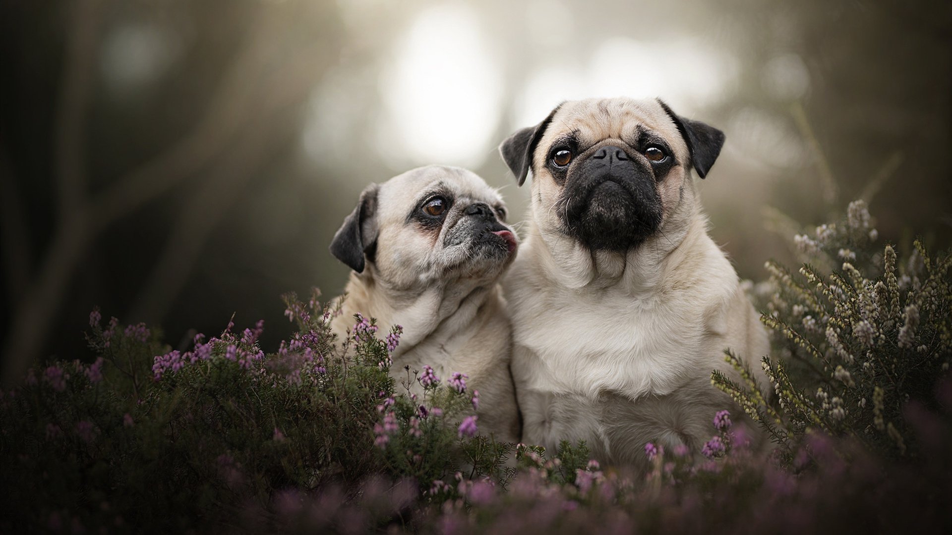 当雄鹿的压哨绝杀遇见保罗的接管时刻，跨越赛场的胜利艺术